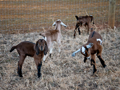 Purchasing A Goat