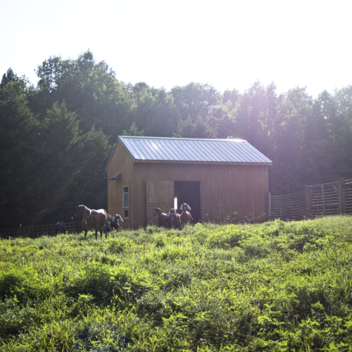 Sunset over the barn at The Freckled Farm